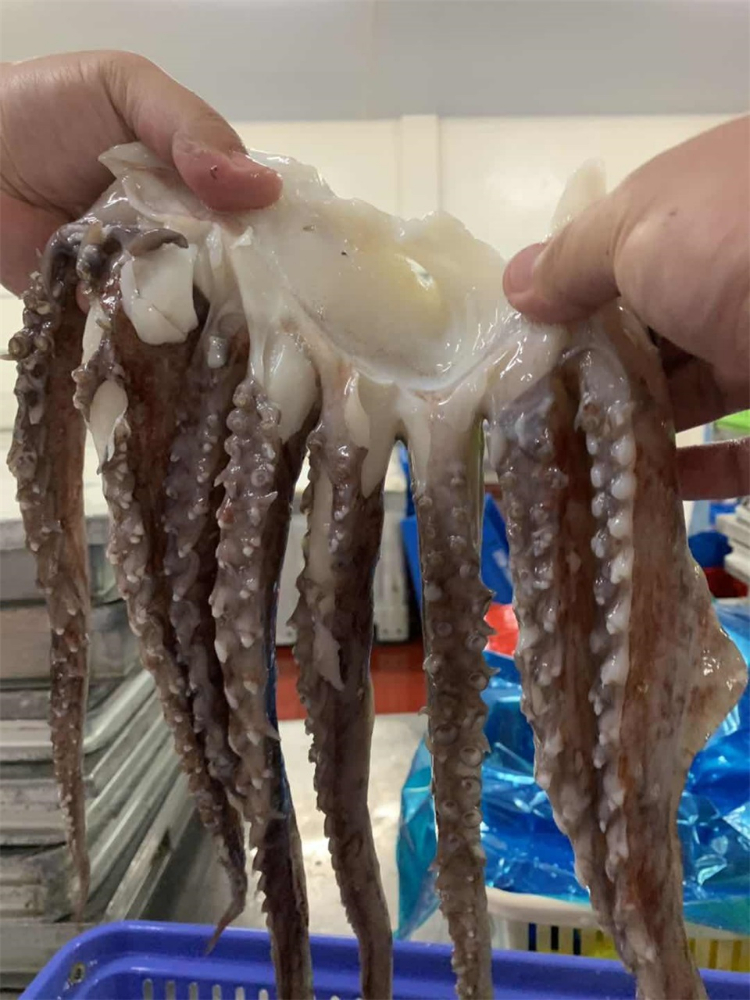 冷凍魷魚(yú)須 FROZEN GIANT SQUID TENTACLES