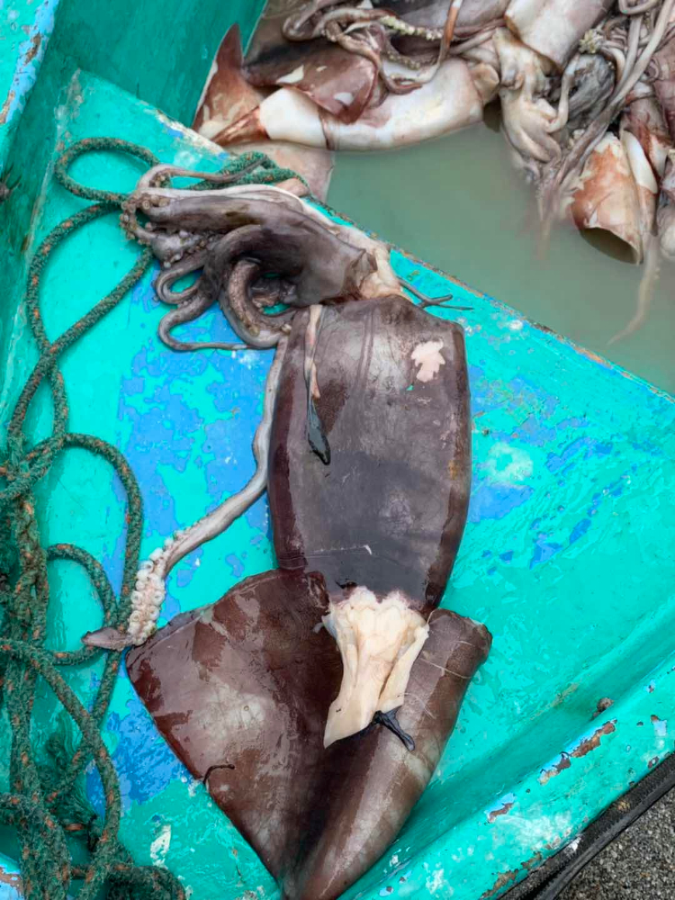 冷凍魷魚原條 FROZEN WHOLE GIANT SQUID